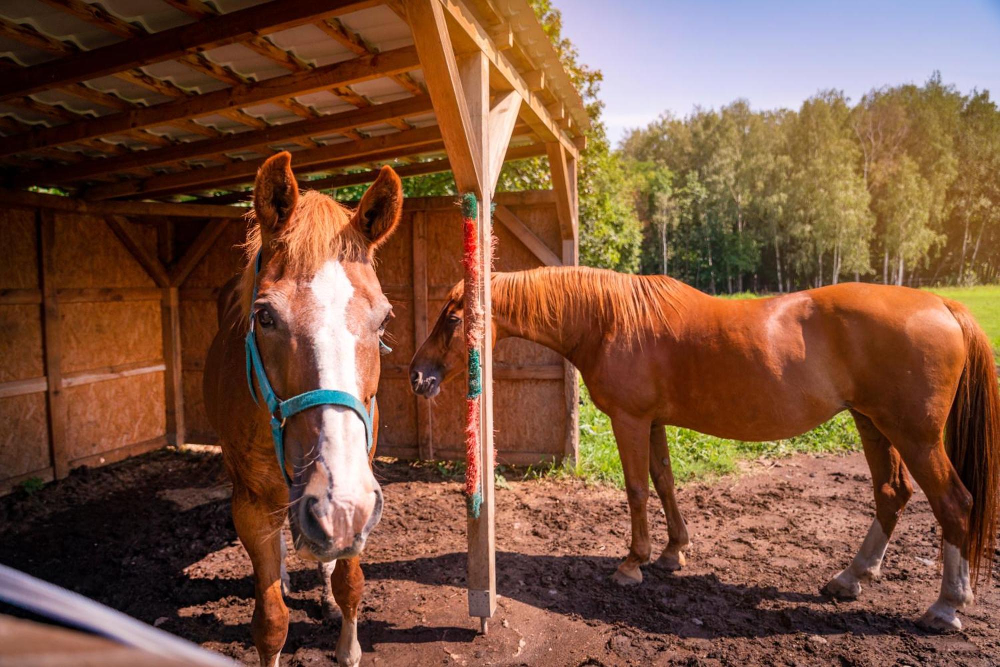 Pension U Jezu Klášterec nad Ohří Buitenkant foto